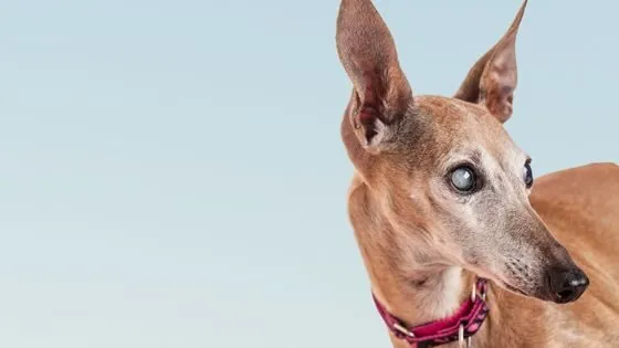 Enfermedades comunes en perros de 7 años Enfermedades comunes en perros de 7 años