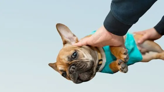 Enfermedades cardíacas en perros de 6 años Enfermedades cardíacas en perros de 6 años