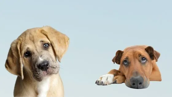 ¿Cómo encontrar un hospital veterinario? ¿Cómo encontrar un hospital veterinario?