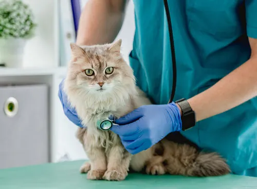 Enfermedades cardiovasculares en gatos Enfermedades cardiovasculares en gatos