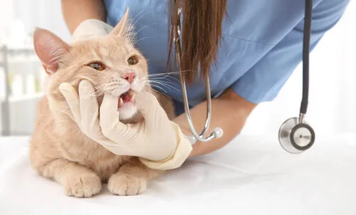Enfermedad periodontal en gatos: síntomas y tratamiento Enfermedad periodontal en gatos: síntomas y tratamiento