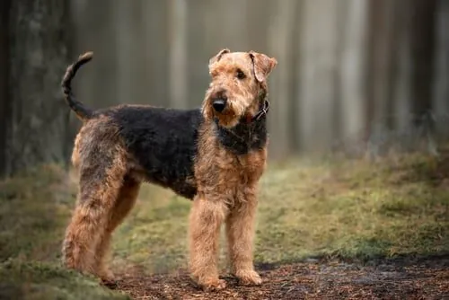 Características del airedale terrier Características del airedale terrier