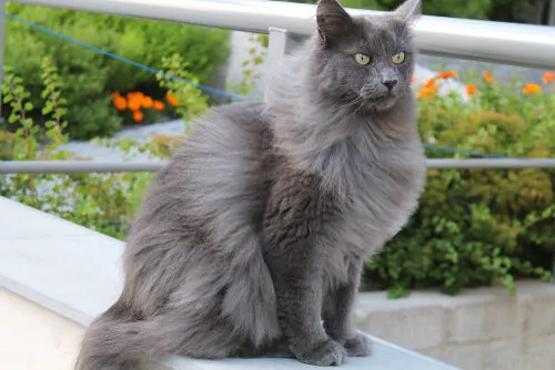 Características del gato nebelung Características del gato nebelung