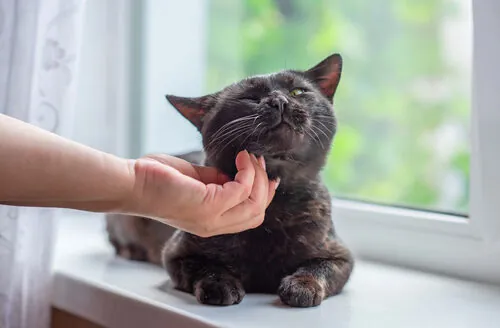 Cuánto vale adoptar un gato Cuánto vale adoptar un gato