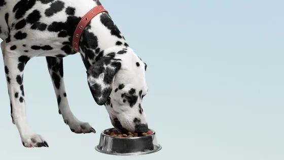 Alimento para perros con problemas digestivos Alimento para perros con problemas digestivos