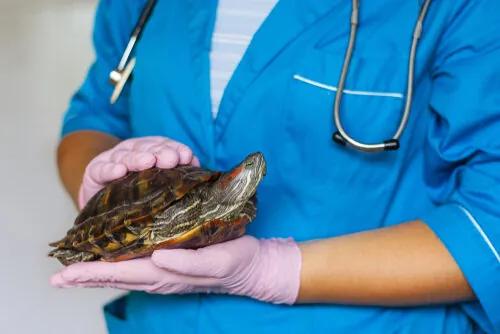 Cómo saber si una tortuga está enferma: síntomas y enfermedades Cómo saber si una tortuga está enferma: síntomas y enfermedades