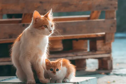 Cuidados postparto de una gata Cuidados postparto de una gata
