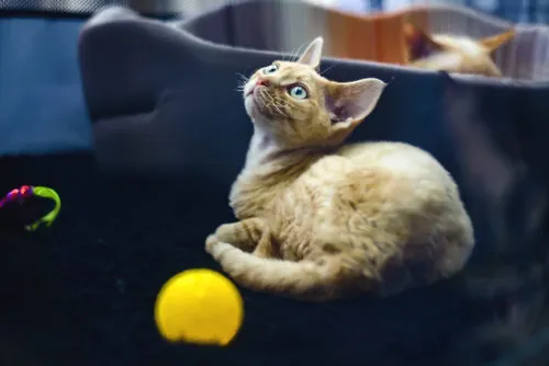 Gato german rex: características y cuidados Gato german rex: características y cuidados
