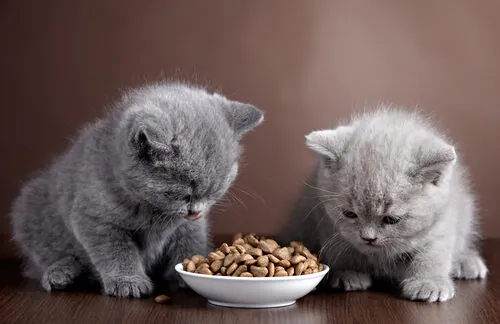 Cuántas veces al día come un gato bebé Cuántas veces al día come un gato bebé
