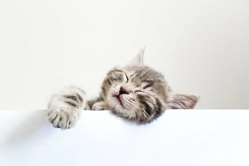 Cuánto duerme un gato al día Cuánto duerme un gato al día