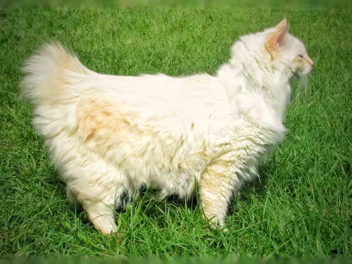 Gato cymric: características y cuidados Gato cymric: características y cuidados