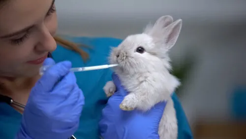 Cómo desparasitar a un conejo