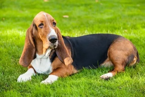 Características del basset hound Características del basset hound