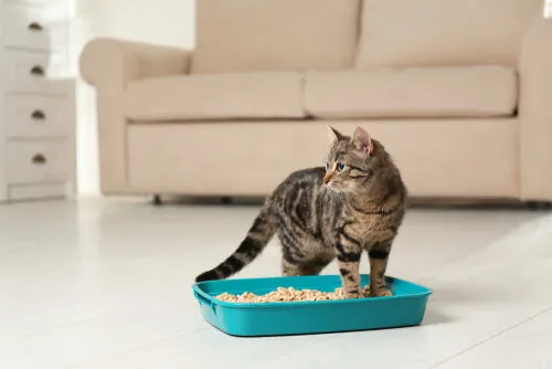 Cómo eliminar cálculos renales en gatos Cómo eliminar cálculos renales en gatos