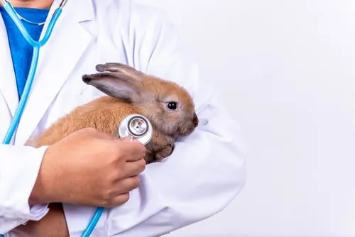 Por qué mi conejo no quiere comer Por qué mi conejo no quiere comer