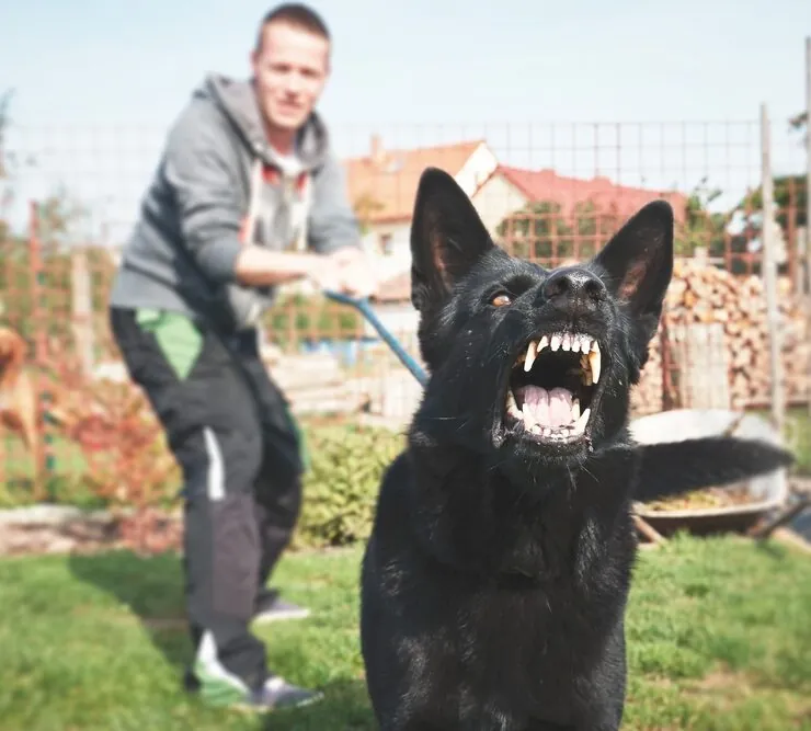 Qué es un perro reactivo Qué es un perro reactivo