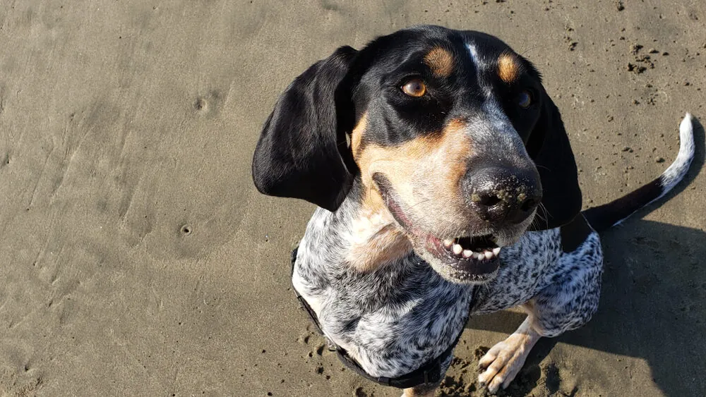 Perro coonhound: características y cuidados