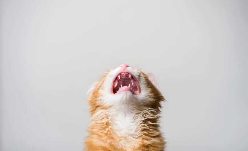 Rabia en gatos: síntomas, tratamiento y contagio