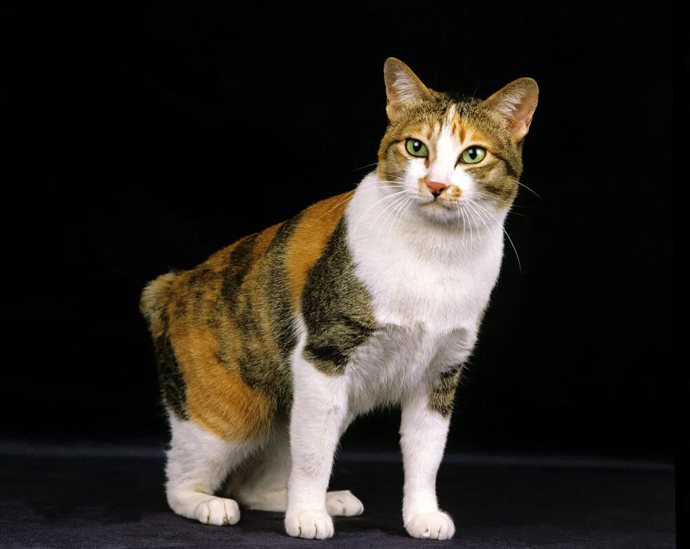 Características del bobtail japonés