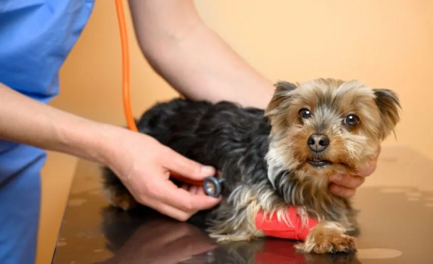Encefalopatía hepática en perros: síntomas y tratamiento