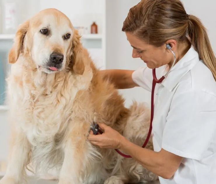 Cardiomiopatía dilatada en perros: síntomas y tratamiento