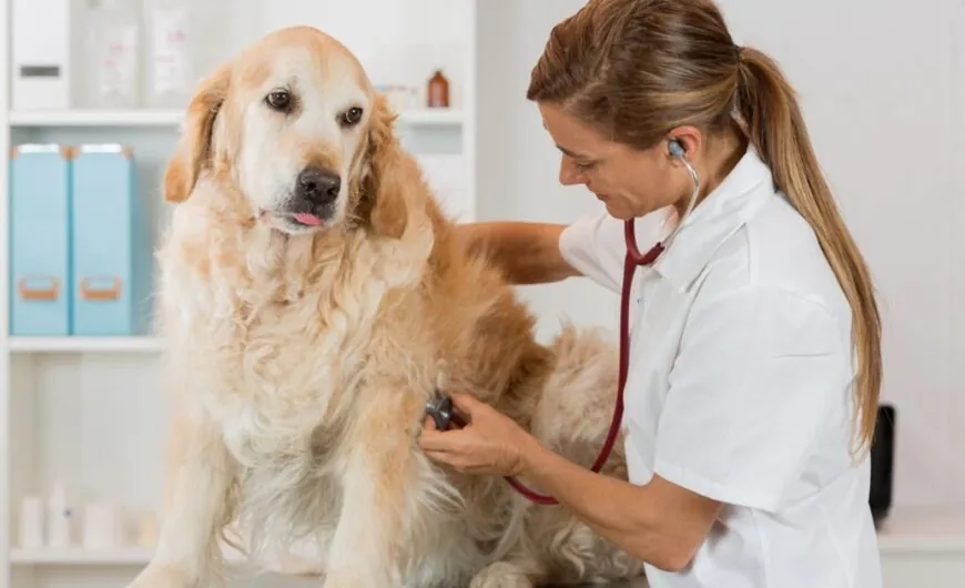 Cardiomiopatía dilatada en perros: síntomas y tratamiento