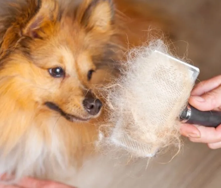 Cuál es el mejor cepillo para quitar el pelo muerto a un perro