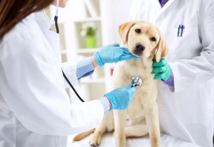 ¿Cuál es la esperanza de vida de un perro con leishmania?