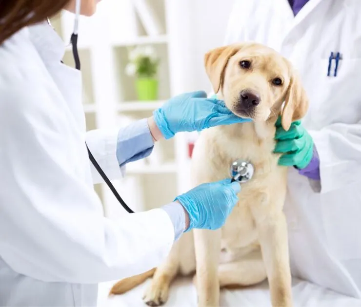 ¿Cuál es la esperanza de vida de un perro con leishmania?