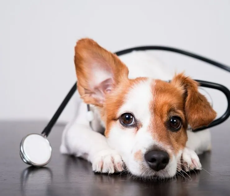 Cuándo esterilizar a una perra Cuándo esterilizar a una perra