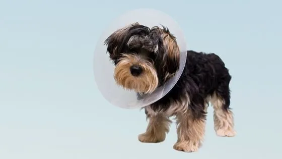 Cuándo esterilizar a un perro: macho y hembra Cuándo esterilizar a un perro: macho y hembra