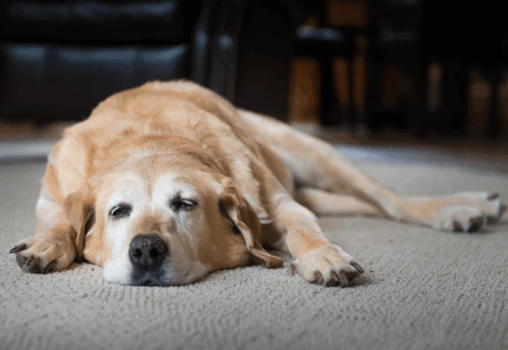 Artrosis en perros: síntomas, tratamientos y causas