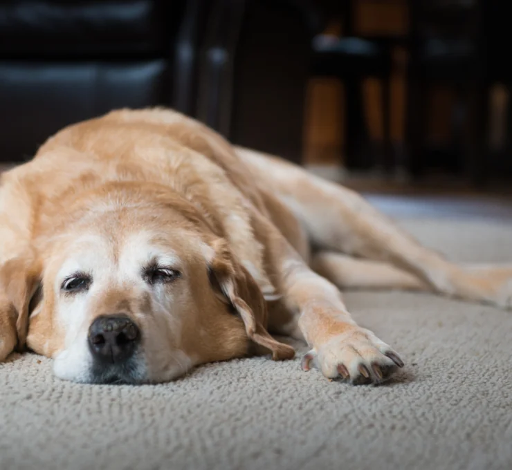 Artrosis en perros: síntomas, tratamientos y causas