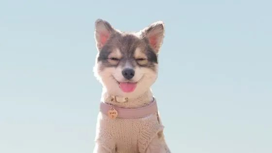 Cuándo puede salir un cachorro a la calle