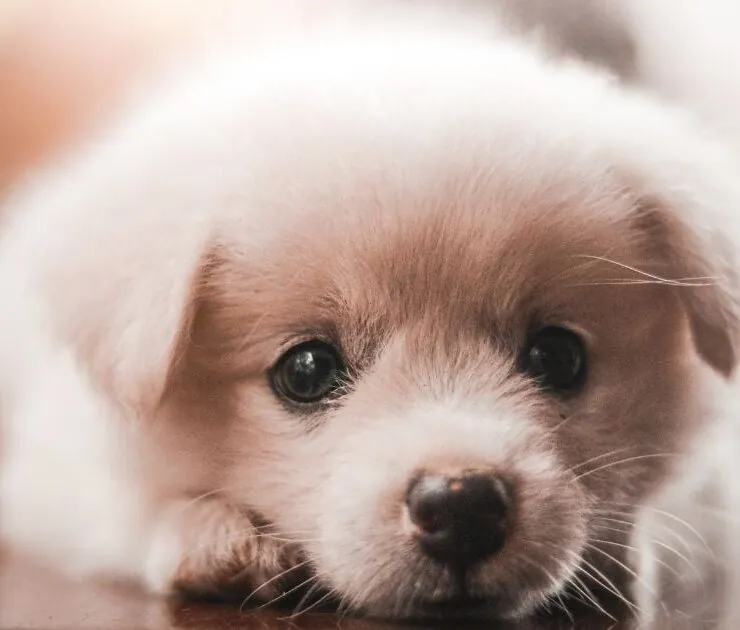 Cuidados básicos de un cachorro