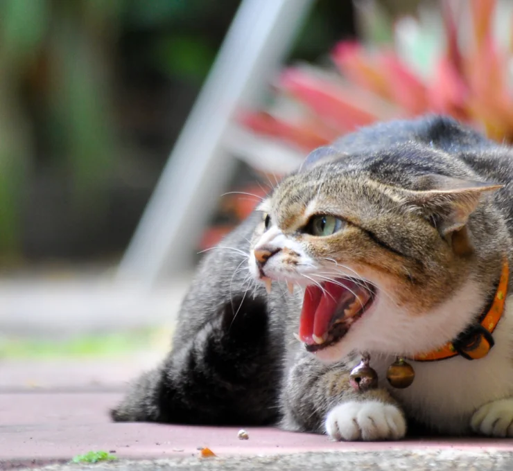 Agresividad en gatos: tipos, causas y soluciones