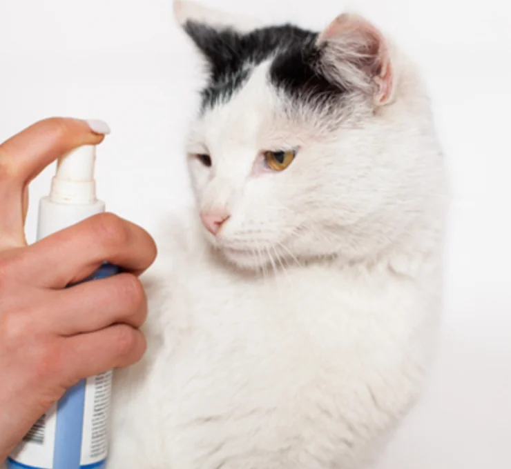 ¿Qué hacen las feromonas en los gatos?