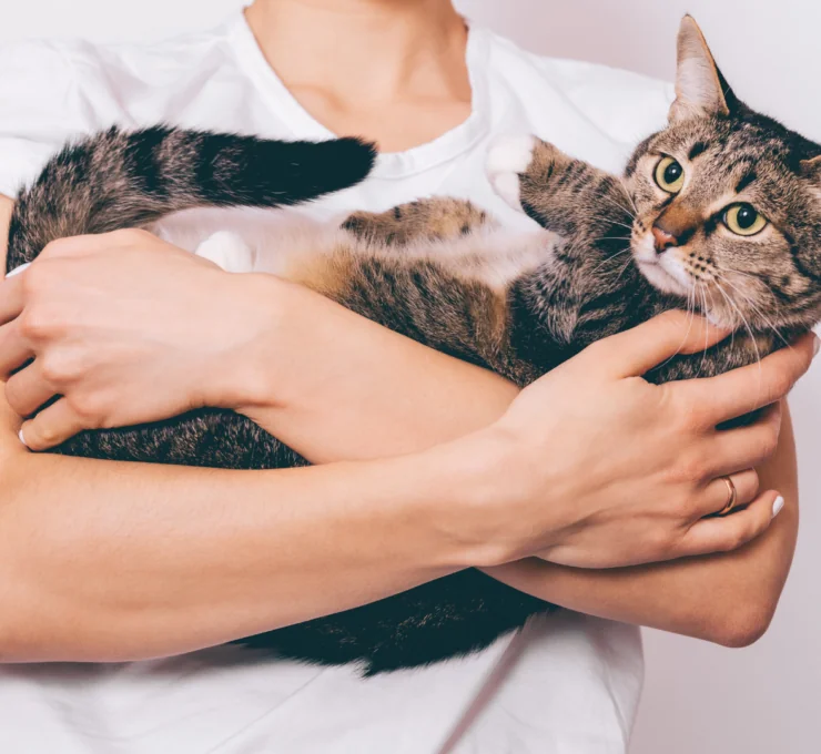 ¿Por qué los gatos eligen a una persona?