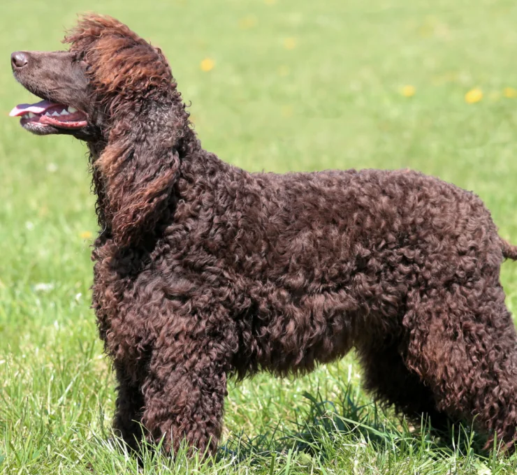 Perro de agua americano: características y cuidados