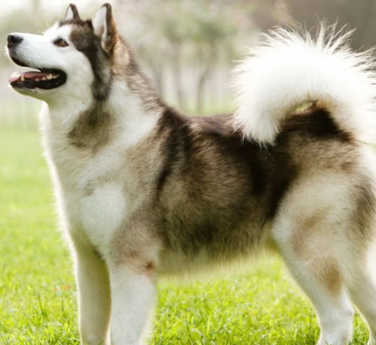 Perro esquimal canadiense: características y cuidados