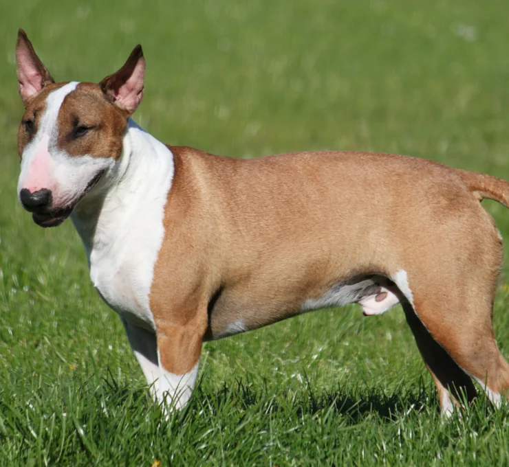 Características del bull terrier inglés