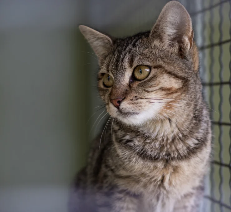 Cómo y dónde adoptar gatos en Mataró