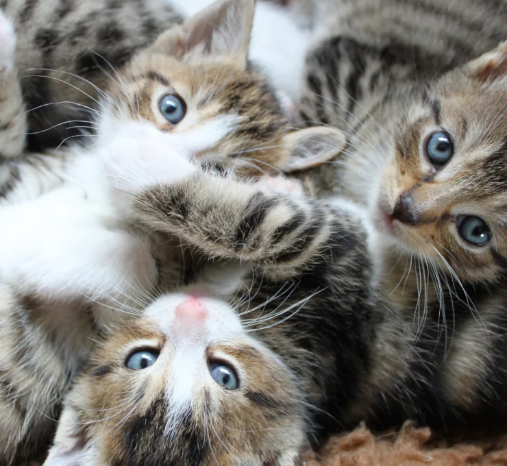 Cómo y dónde adoptar gatos en Málaga