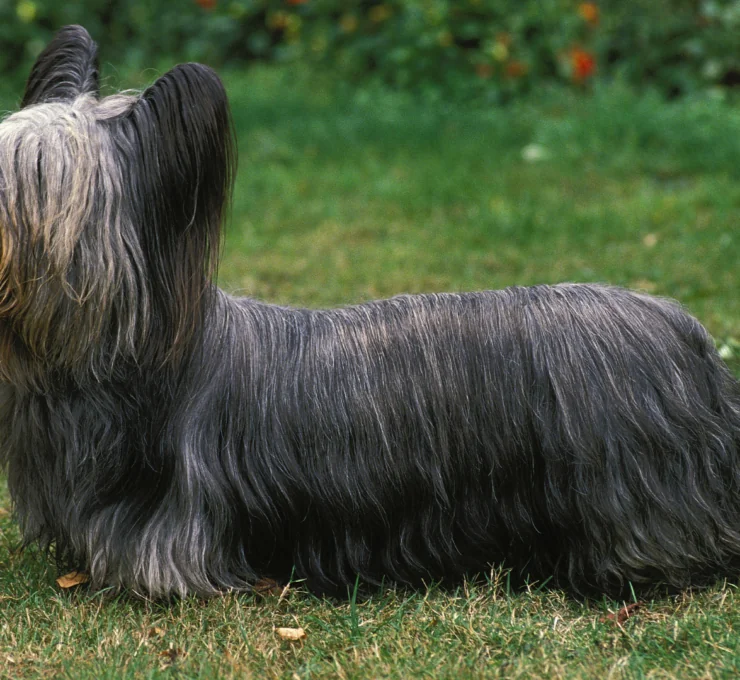 Skye terrier: características y cuidados
