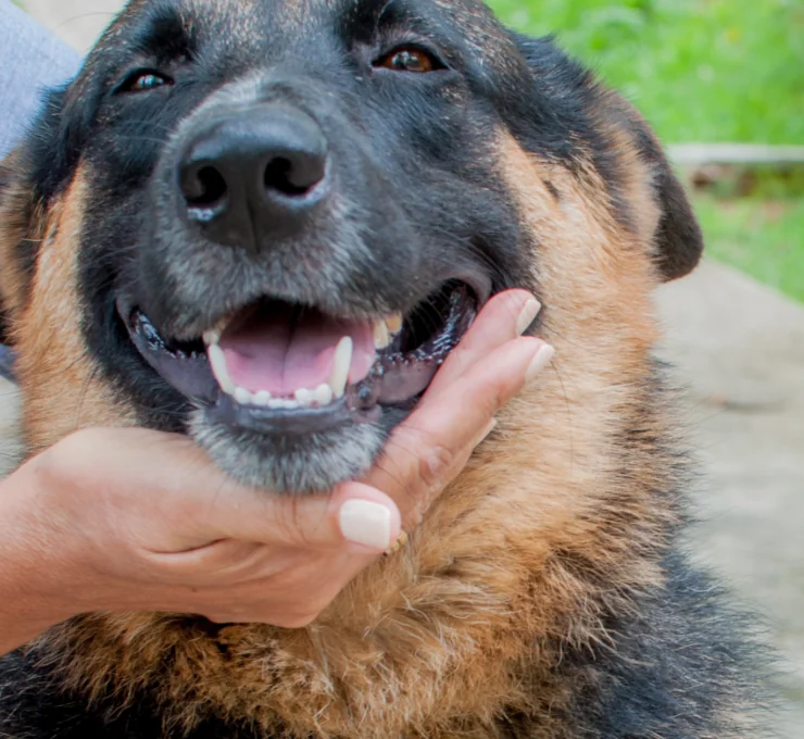 Cómo y dónde adoptar un perro en Barcelona
