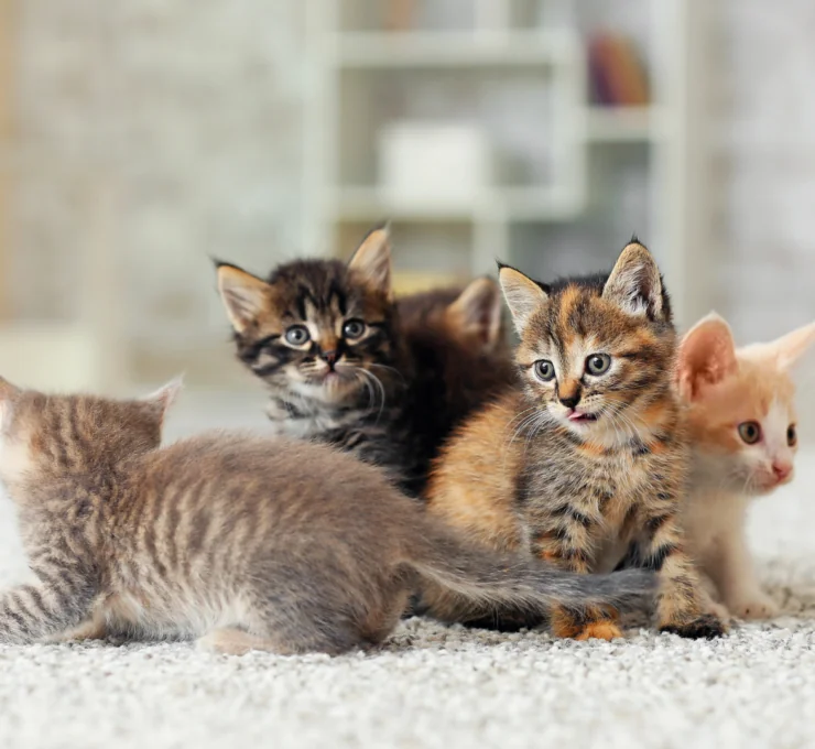 Cómo y dónde adoptar gatos en Manresa
