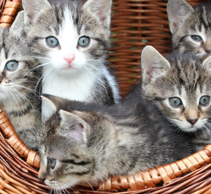 Vacunas obligatorias para gatos en Andalucía
