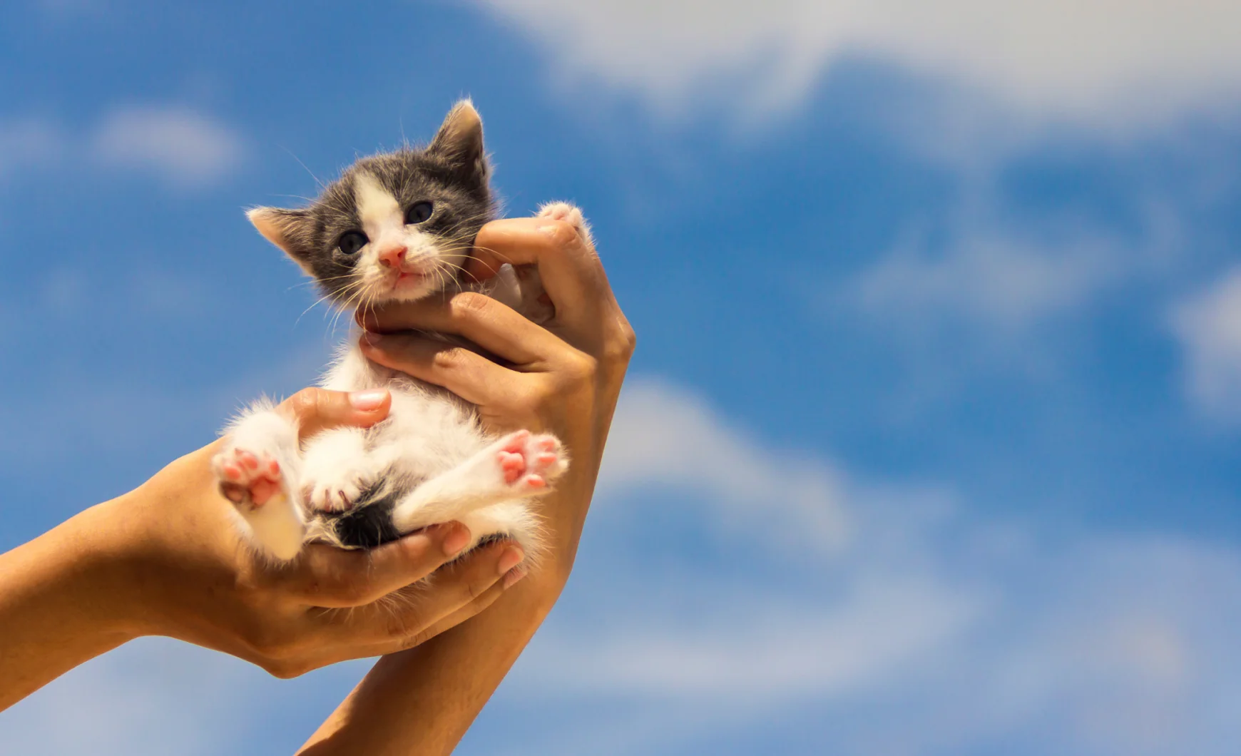 Cómo y dónde adoptar un gato en Barcelona