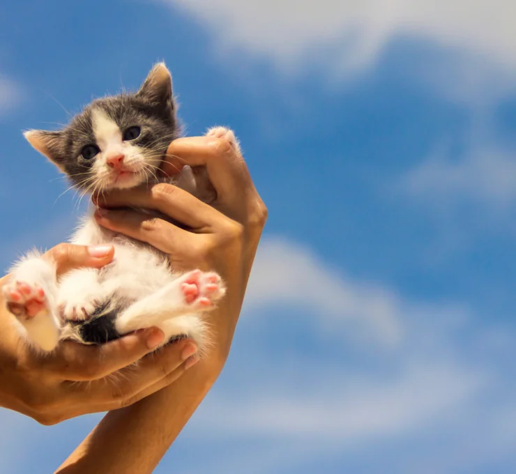 Cómo y dónde adoptar un gato en Barcelona