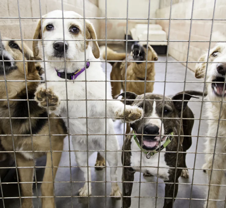 Protectoras de animales en Vélez-Málaga